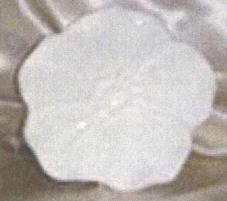 Petals White by American Atelier