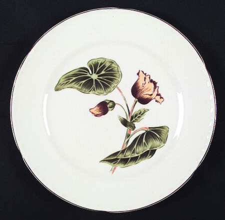 Delmar Begonia by Crooksville