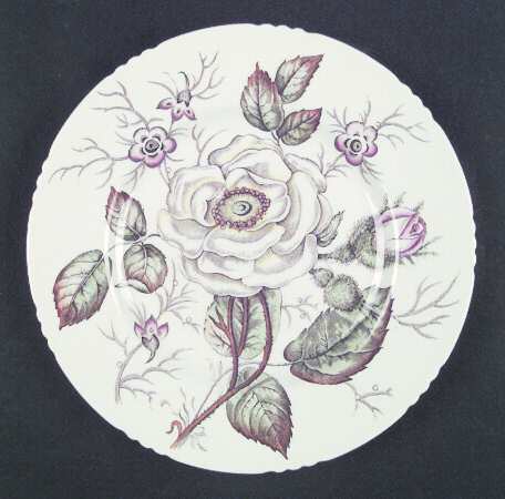 Old Rose by John Maddock & Sons