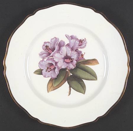 Rhododendron by Spode