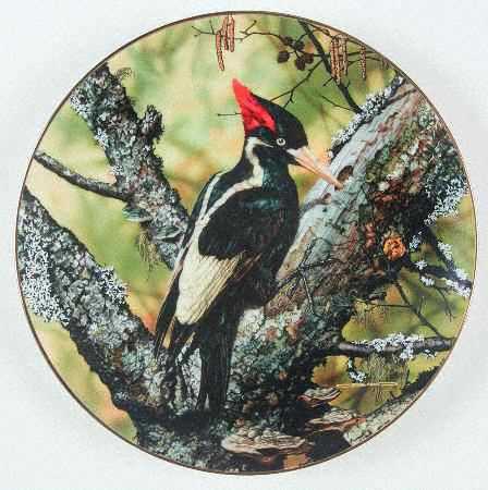 Portrait of Exquisite Birds by WS George