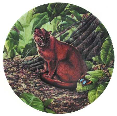 Great Cats of The Americas by Edwin Knowles
