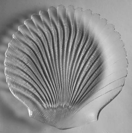 Coquillage by Arcoroc