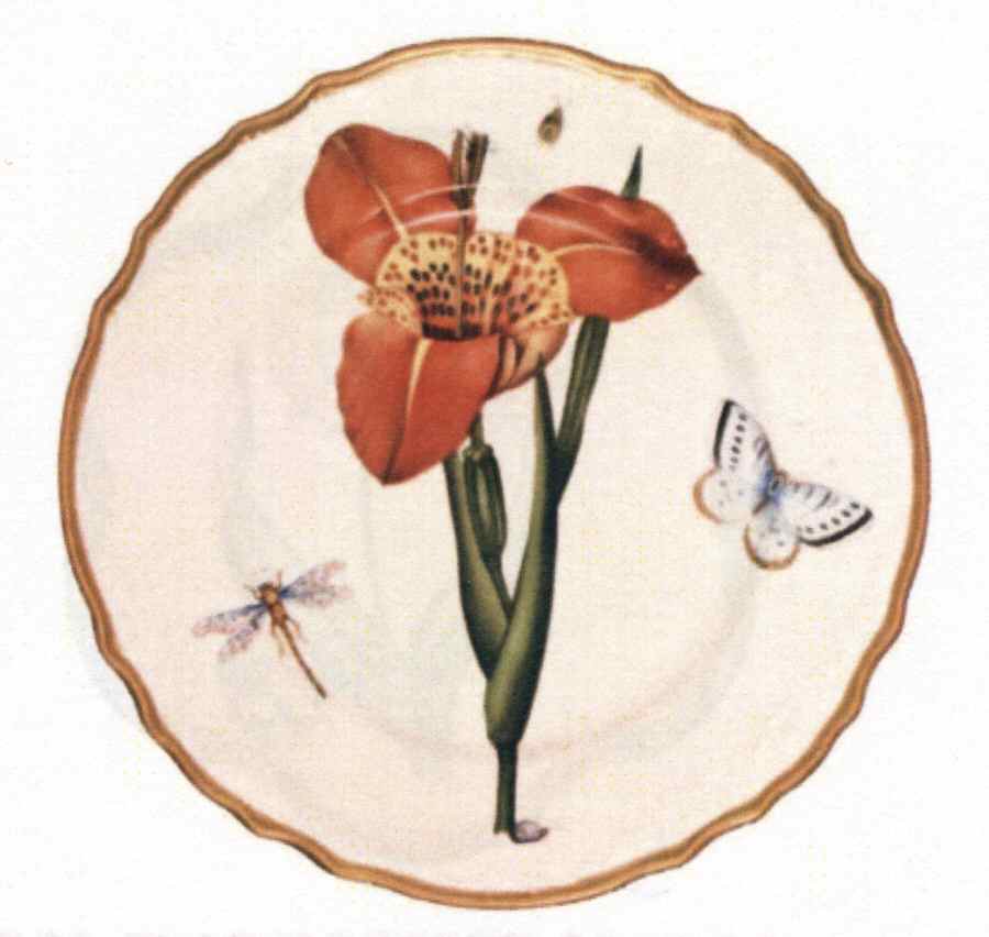 Botanical Studies Dinner Plate by Anna Weatherley-1