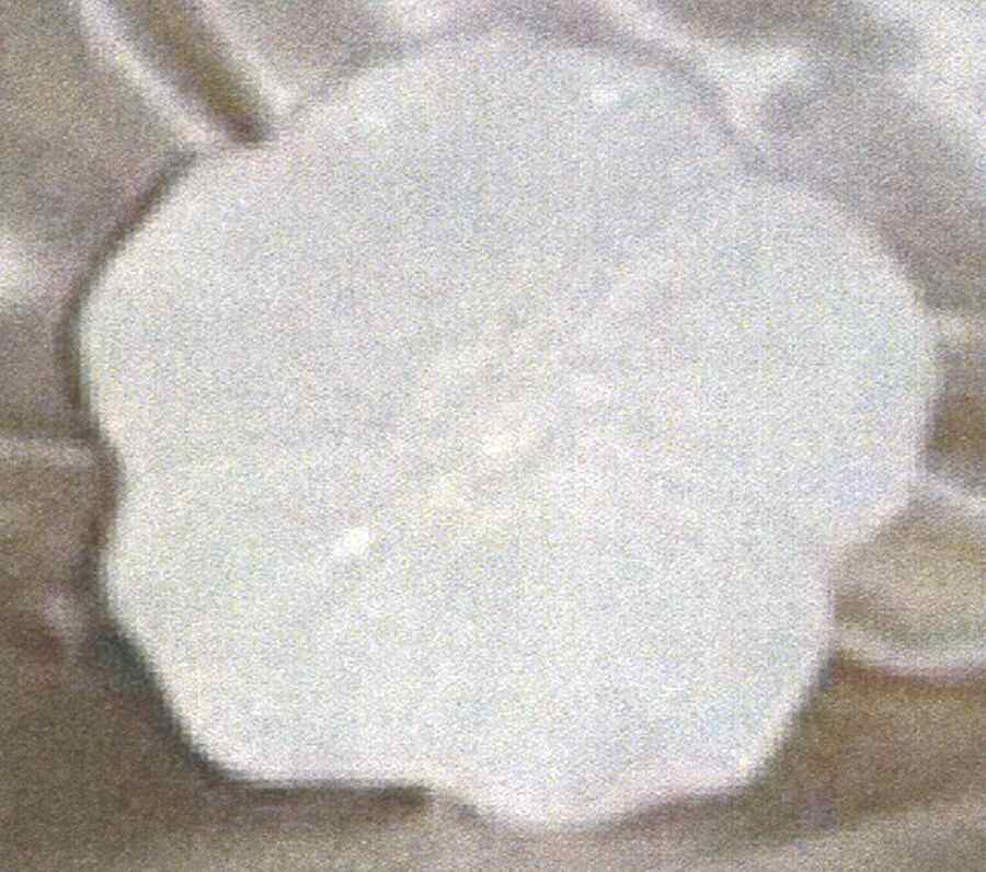 Petals White Salad Plate by American Atelier-1