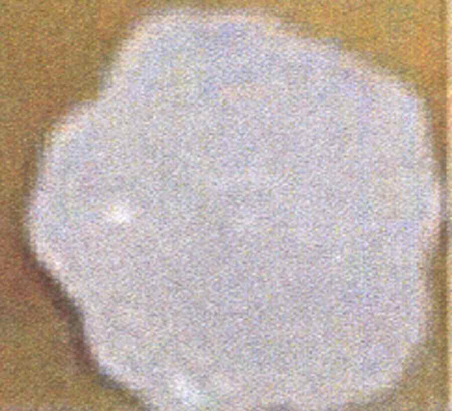 Petals Gray Bread & Butter Plate by American Atelier-1