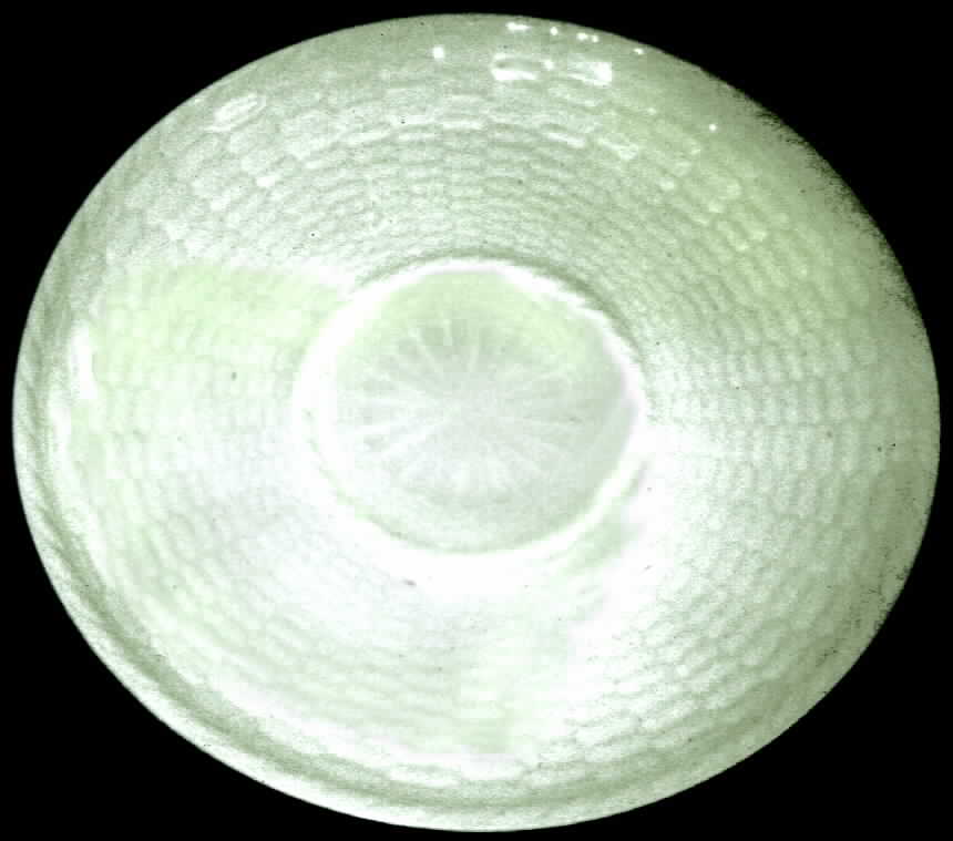 Pergolia Saucer by Charles Field Haviland-1
