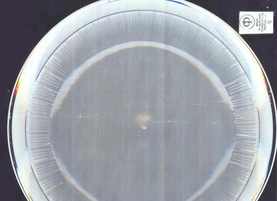 CP13 Dinner Plate by Cambridge Potteries-1