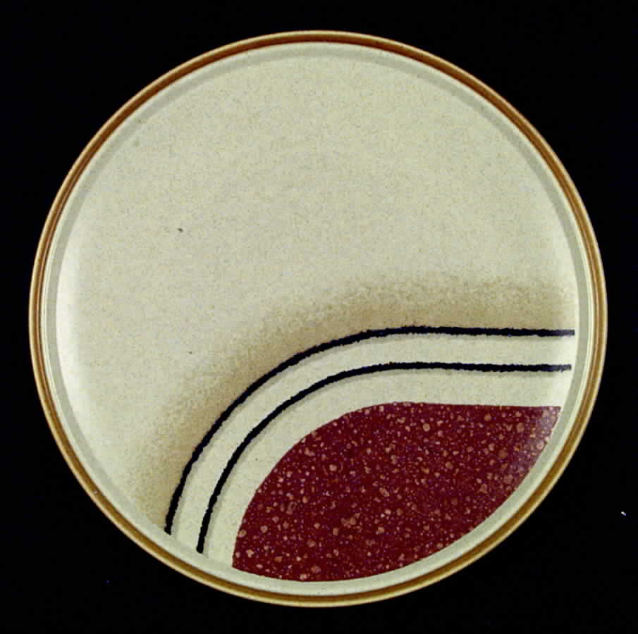 Eclipse Dinner Plate by Mikasa-1