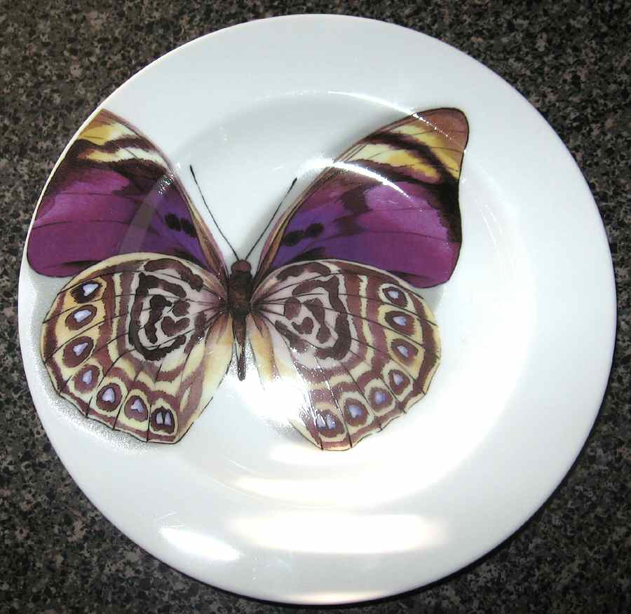 DRS1 Dinner Plate by Dransfield & Ross-1