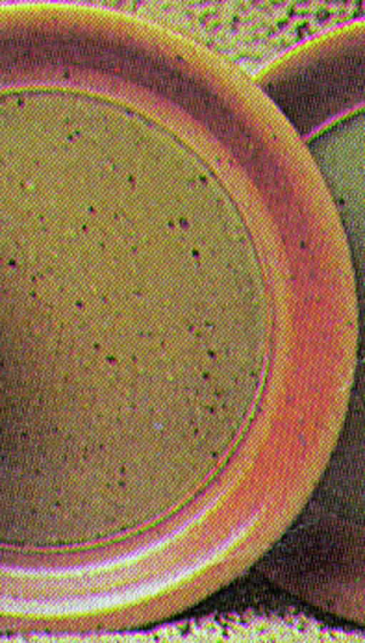 Green Celadon Dinner Plate by Sial-1