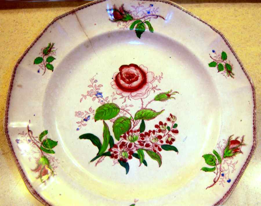 Rose, The Dinner Plate by Thomas Fell-1