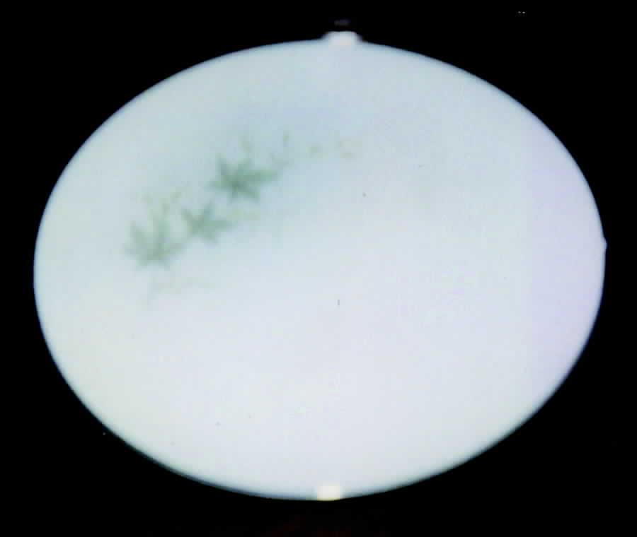 Maple Leaf Dinner Plate by Westwood (Japan)-1