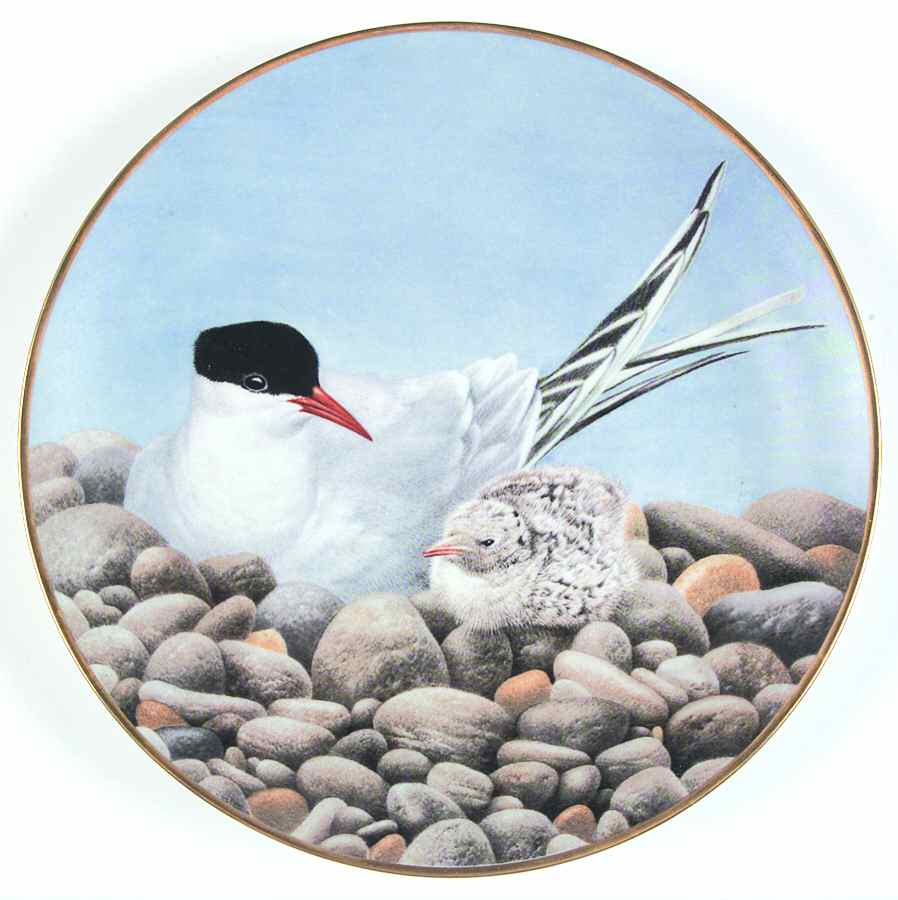 12 Waterbird Plates-The Sumner Collection Tern - No Box by Danbury Mint-1