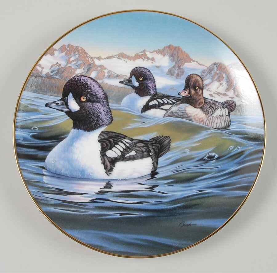 Birds of The North Heading Out: Barrow's Golden Eye - No Box by Dominion-1