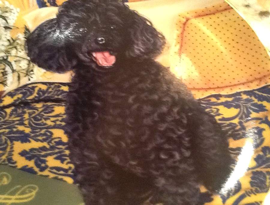 Poodles Cozy Companion - No Box by Danbury Mint-1