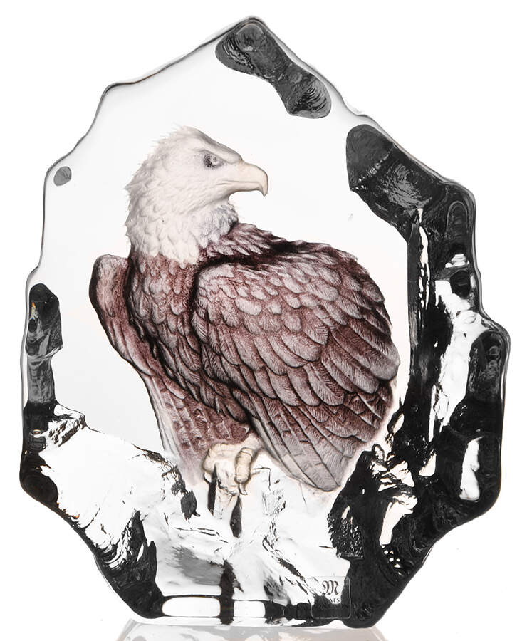 Birds Bald Eagle - Color - Boxed by Mats Jonasson-1