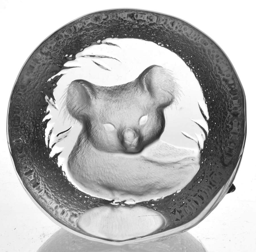 Tropical Animals Koala - No Box by Mats Jonasson-1