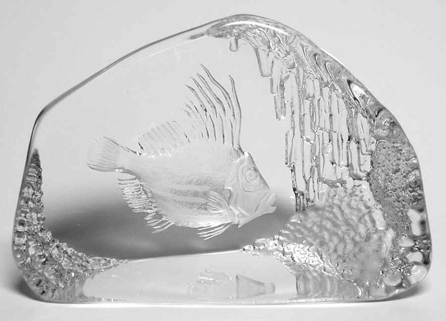 Fish Marine Life & Reptiles Coral Fish - No Box by Mats Jonasson-1