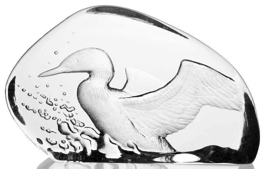 Birds Loon In Flight - Boxed by Mats Jonasson-1