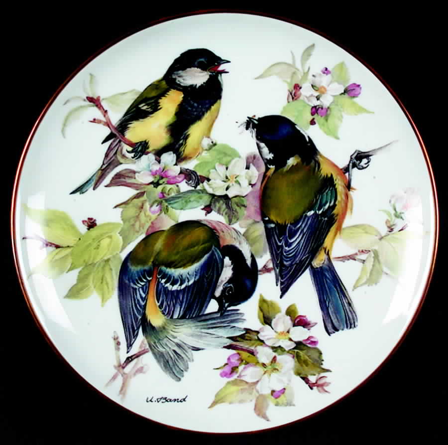 Band's Songbirds of Europe Great Titmouse - Boxed by Tirschenreuth-1