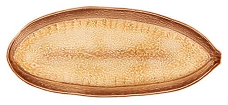 Amazonia 17" Oval Serving Platter