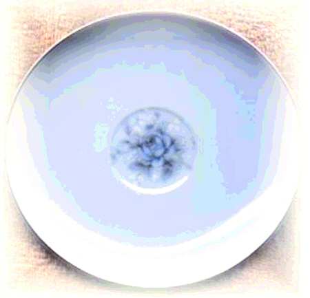 Elegant Rose Saucer