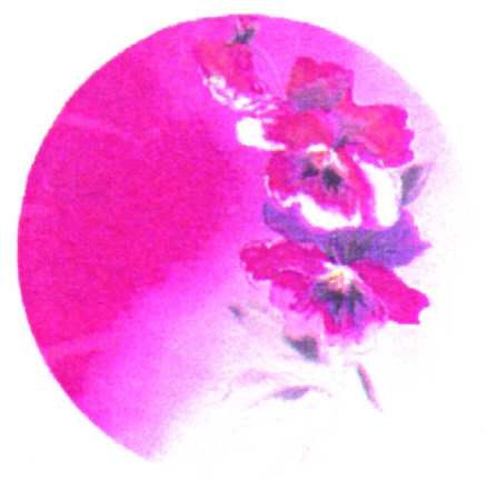 Biloxi Berry by Farberware