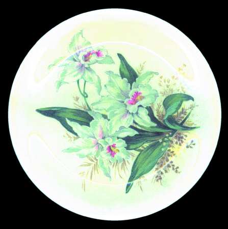 Orchid by Grindley