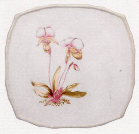 Orchid by Global Design Connections