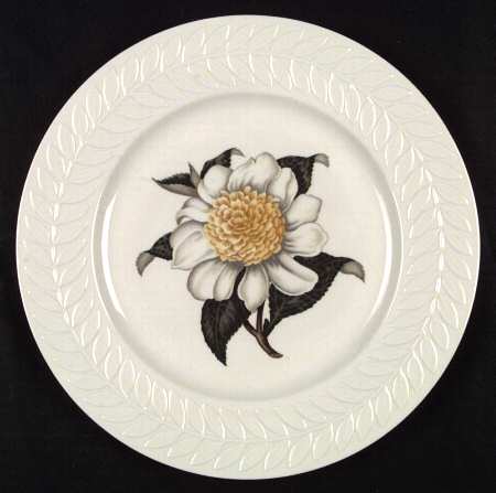 Regents Park Camellia by Haviland