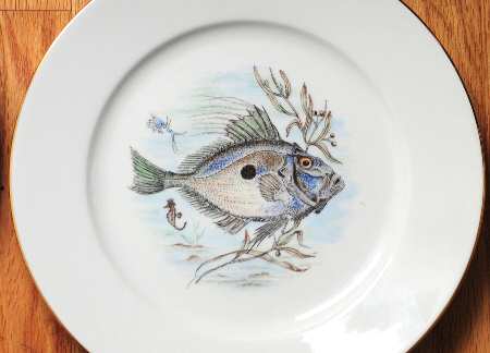 JKW75 RIM Dinner Plate