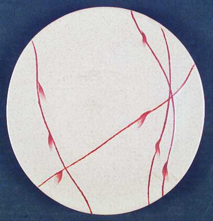 Willow Salad Plate