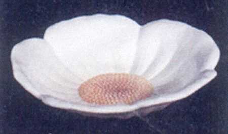 Magnolia 11" Oval Vegetable Bowl