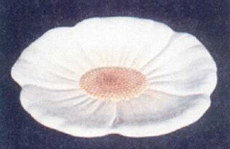 Magnolia 12" Oval Serving Platter