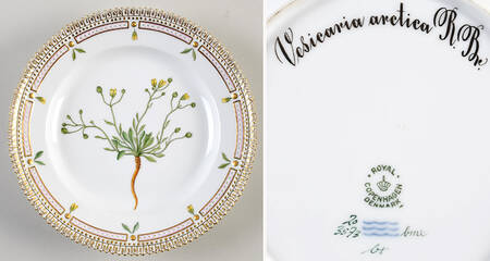 Flora Danica (1961 To Current) Salad Plate-Vesicaria arctica R.Br.