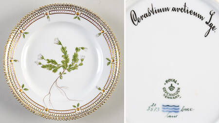 Flora Danica (1961 To Current) Salad Plate-Cerastium Arcticum Lge