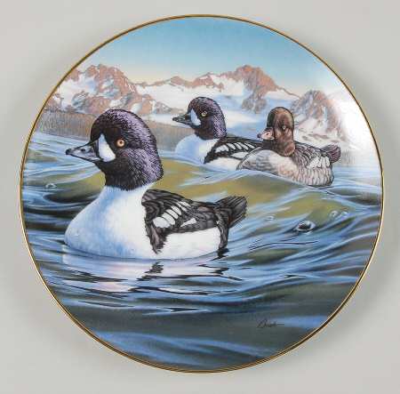Birds of The North Heading Out: Barrow's Golden Eye - Boxed