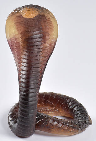 Daum Figurines Cobra-Brown - Boxed