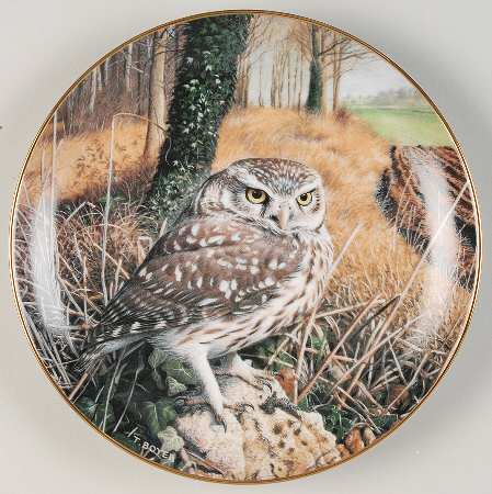 Majesty of Owls Watchful Eye - No Box