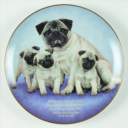 Devoted Pugs Adoring Eyes - No Box