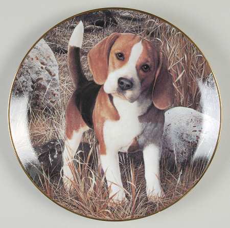 Beagles Why Not - No Box