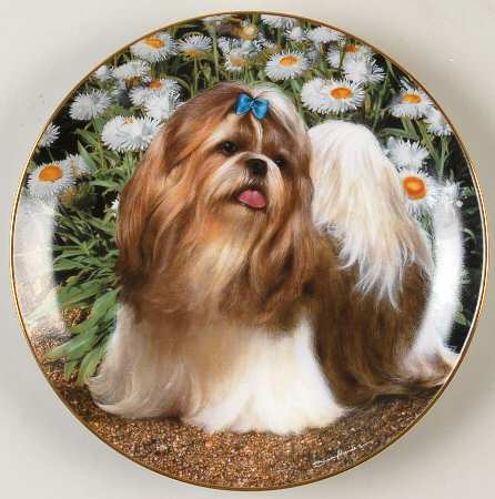 Shih Tzu Picture Perfect - No Box