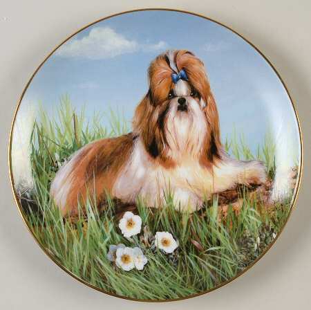 Shih Tzu Royal View - No Box