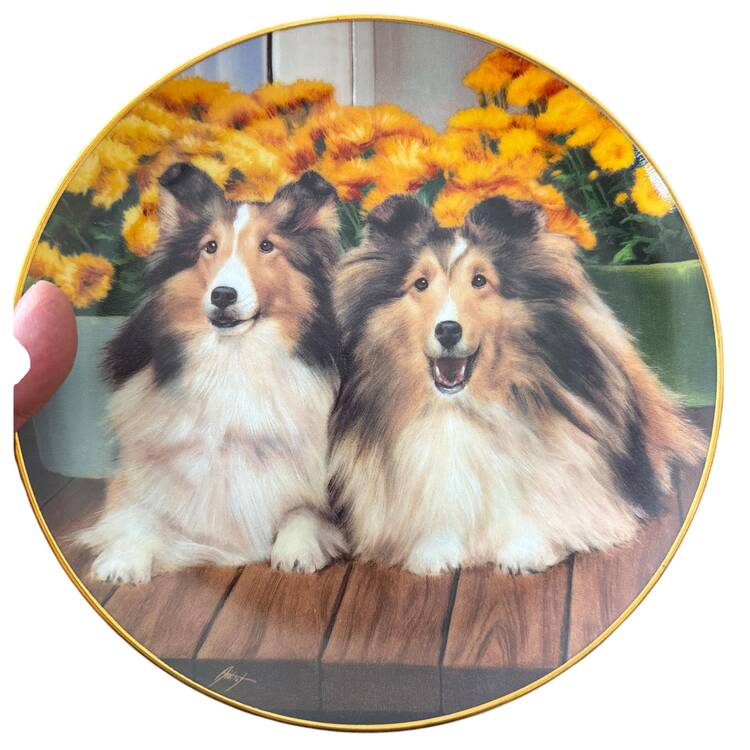 Shetland Sheepdogs All Decked Out - No Box