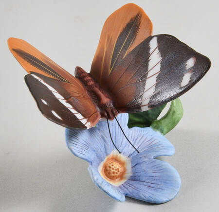 Butterflies of The World  Tufted Jungle King-Skyvine - With Box