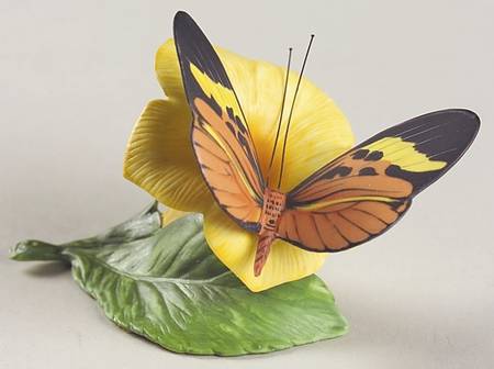 Butterflies of The World  Glassy Wing And Golden Trumpet - No Box