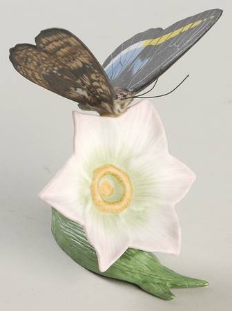 Butterflies of The World  Owl Butterfly-Rain Lily - No Box