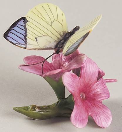 Butterflies of The World  Queen Purple Tip-Watsonia - Boxed