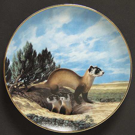 Last of Their Kind; Endangered Species Black-Footed Ferret - No Box